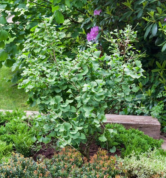 Ginkgo biloba