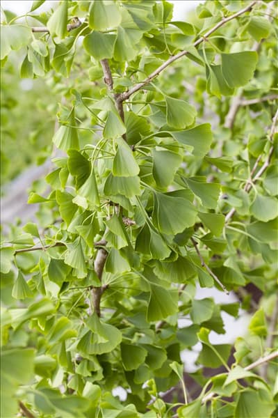 Ginkgo biloba