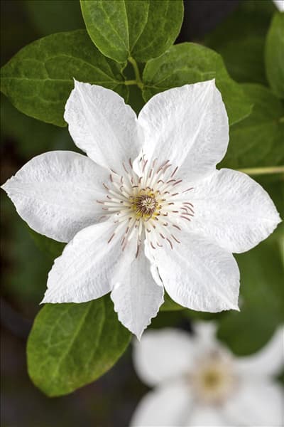 Clematis 'Destiny'