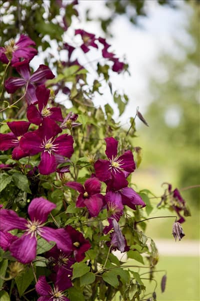 Clematis viticella