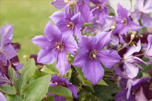 Clematis Hybride
