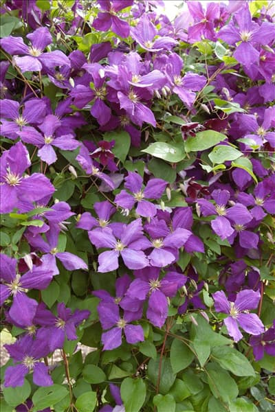 Clematis Hybride