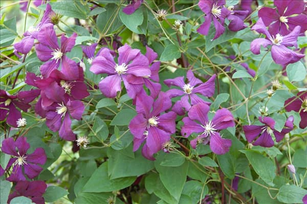 Clematis Hybride