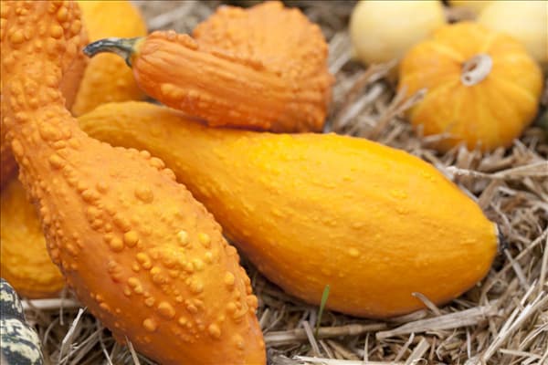 Cucurbita pepo subsp. pepo convar. microcarpina 'Crookneck'