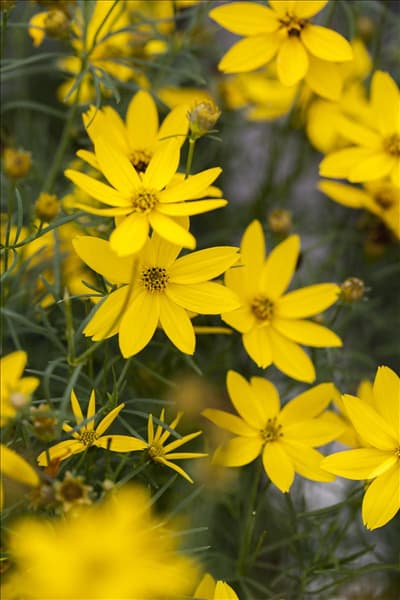 Coreopsis verticillata 'Golden Gain'