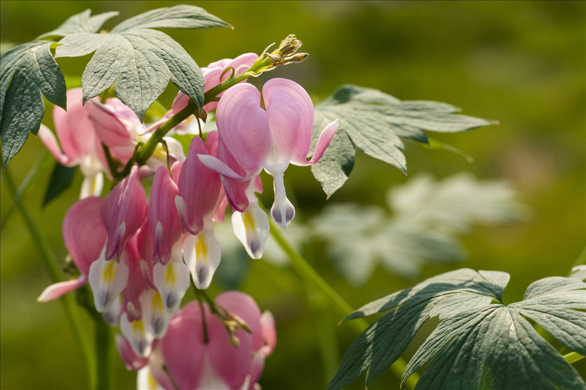 Dicentra spectabilis