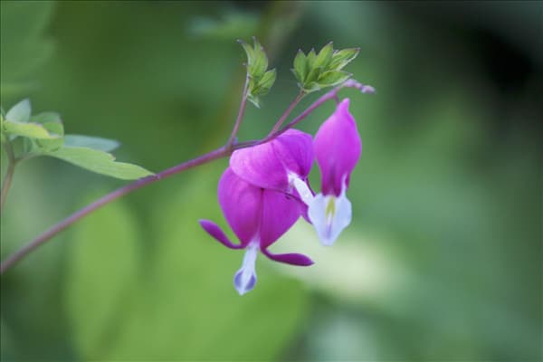 Dicentra spectabilis