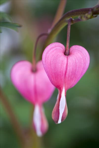 Dicentra spectabilis