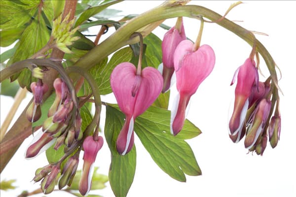 Dicentra spectabilis