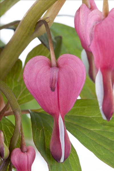 Dicentra spectabilis