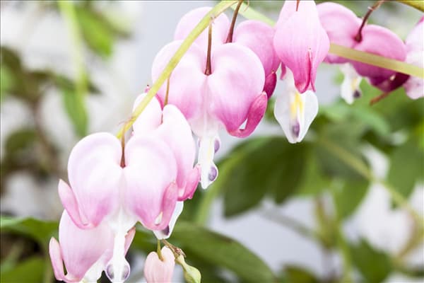 Dicentra spectabilis