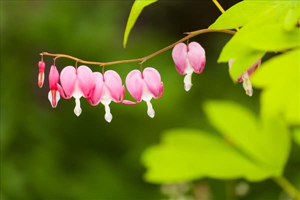 Dicentra spectabilis
