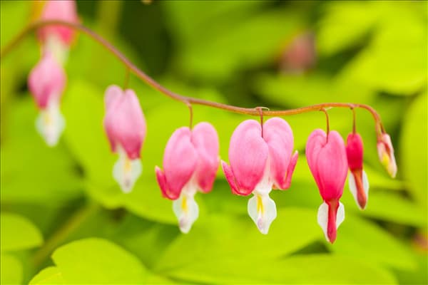 Dicentra spectabilis