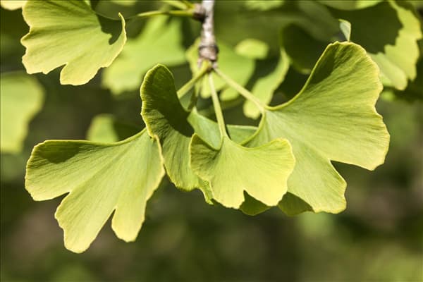 Ginkgo biloba