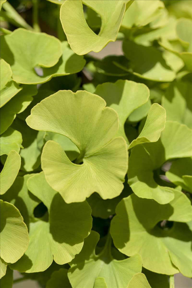 Ginkgo biloba 'Mariken'