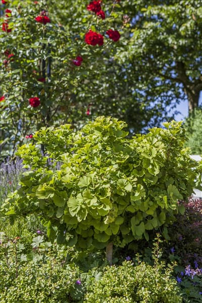 Ginkgo biloba 'Mariken'