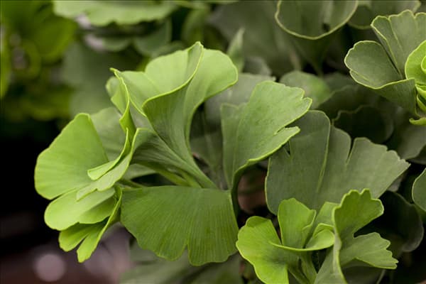 Ginkgo biloba 'Mariken'