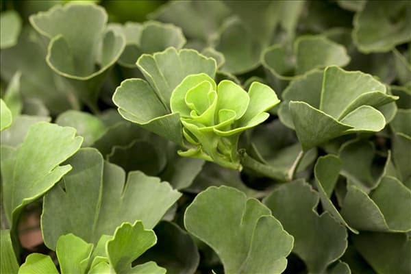 Ginkgo biloba 'Mariken'