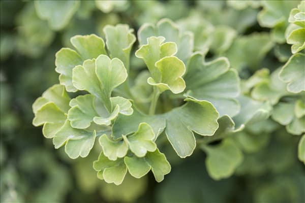 Ginkgo biloba 'Mariken'