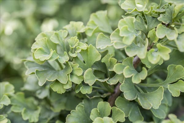 Ginkgo biloba 'Mariken'