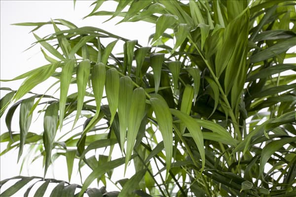 Chamaedorea elegans