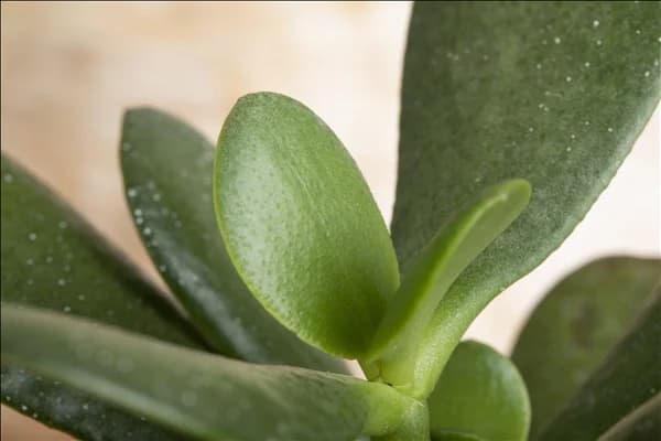Crassula ovata