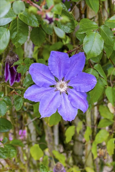 Clematis 'Königskind'(s)