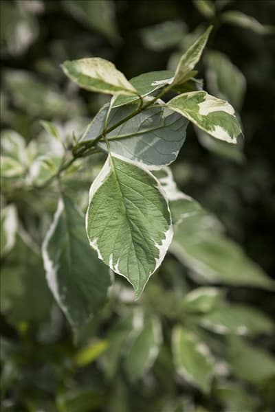 Cornus alba 'Elegantissima'