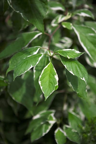 Cornus alba 'Elegantissima'