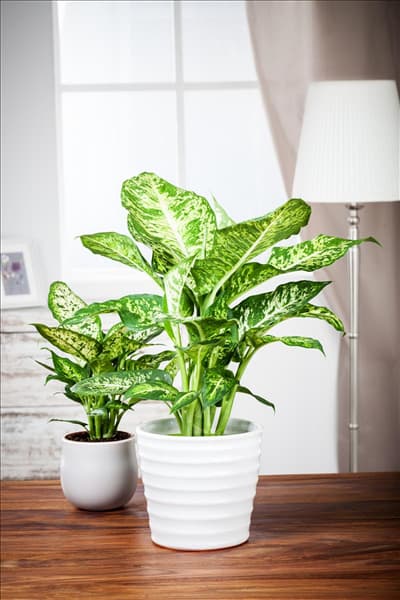 Dieffenbachia maculata