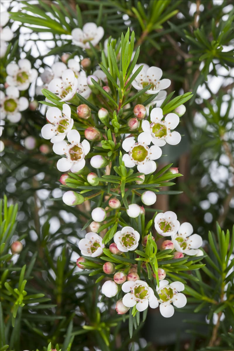 Chamelaucium uncinatum