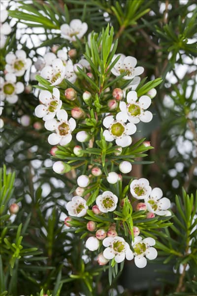 Chamelaucium uncinatum