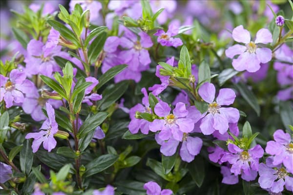Cuphea hyssopifolia