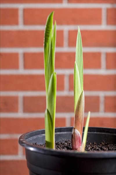 Gladiolus