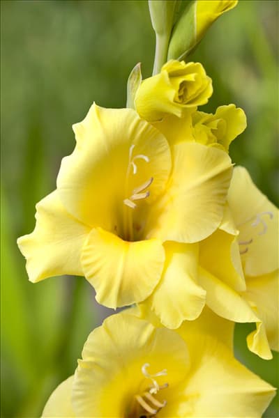 Gladiolus, gelb