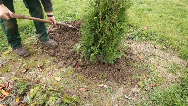 Lebensbaum - Einpflanzen im Garten (thumbnail)