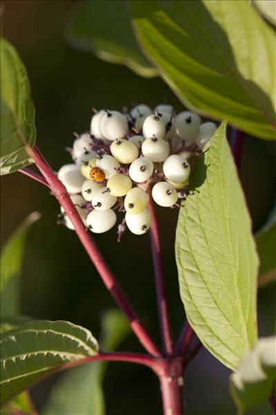 Cornus alba 'Sibirica'