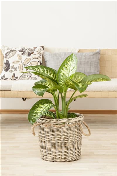 Dieffenbachia seguine 'Tropic Snow'