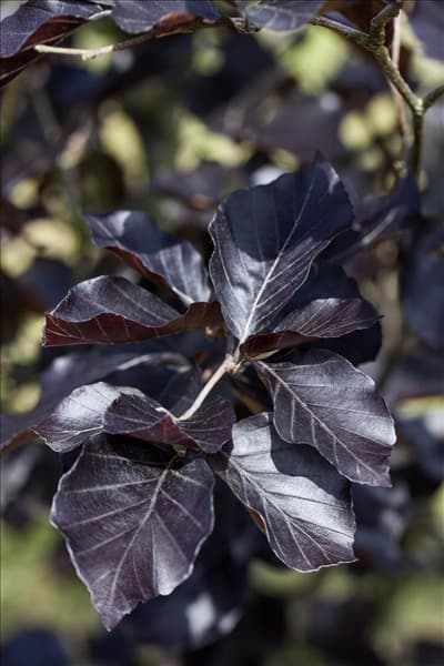 Fagus sylvatica 'Atropurpurea'