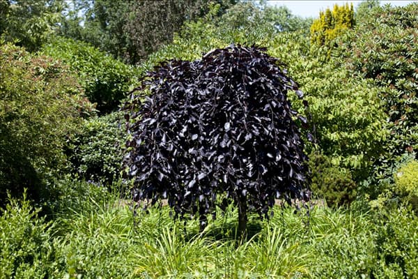 Fagus sylvatica 'Atropurpurea'