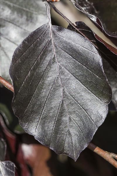 Fagus sylvatica 'Atropurpurea'