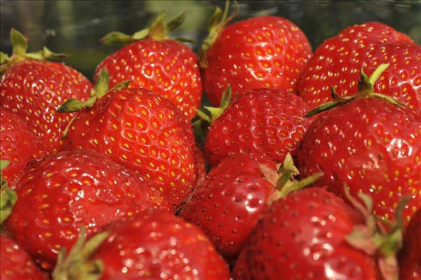 Fragaria x ananassa 'Senga®-Sengana®'