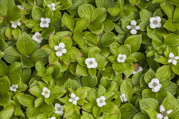 Cornus canadensis