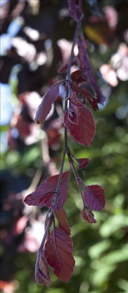Fagus sylvatica 'Purple Fountain'