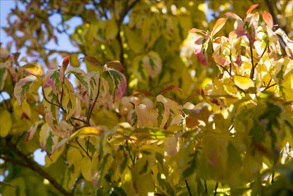 Cornus florida 'Cherokee Sunset'
