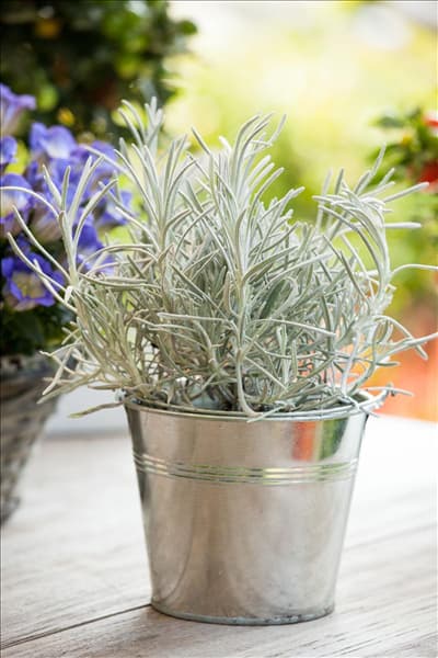 Helichrysum italicum
