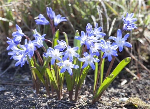Chionodoxa forbesii 'Blue Giant'