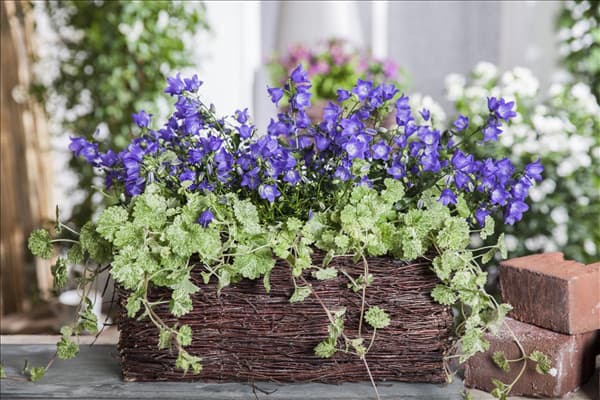 Campanula