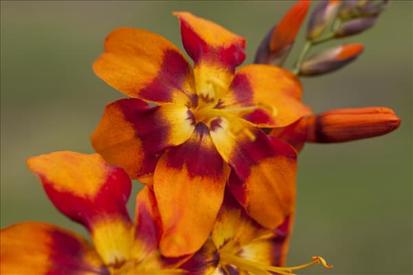Crocosmia x crocosmiiflora 'Emily McKenzie'