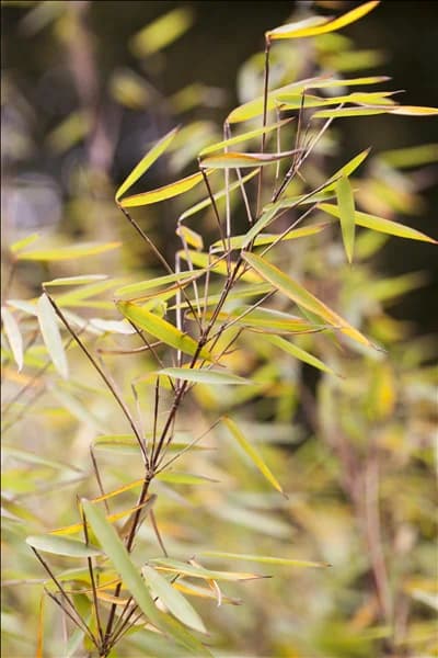 Fargesia 'Jiuzhaigou 1'